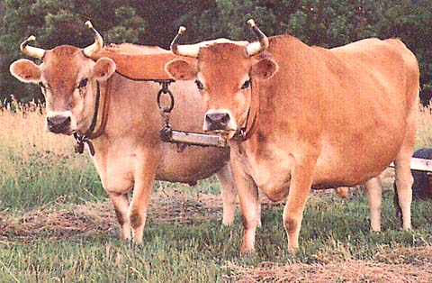 Equinox: Two Equal Oxen